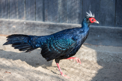 Edwards's Pheasant reference