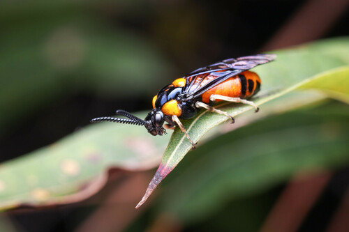 Cattle Tick Sawfly reference