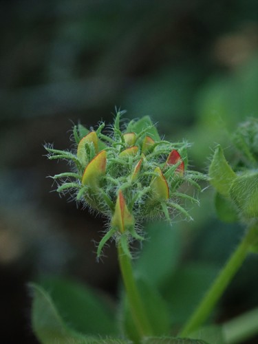 Greater Bird's-Foot Trefoil reference