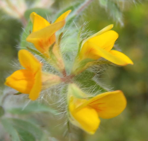Hairy Bird's-foot Trefoil reference
