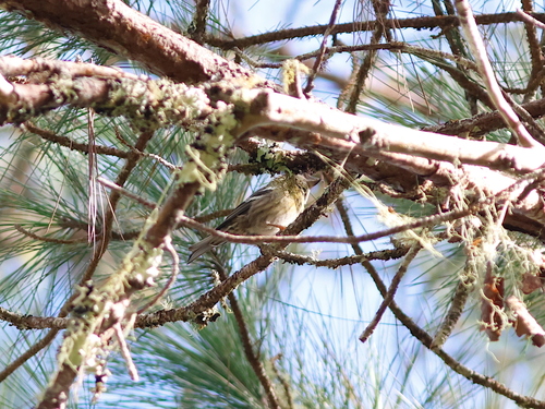 Hispaniolan Crossbill reference