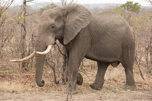 African Bush Elephant reference