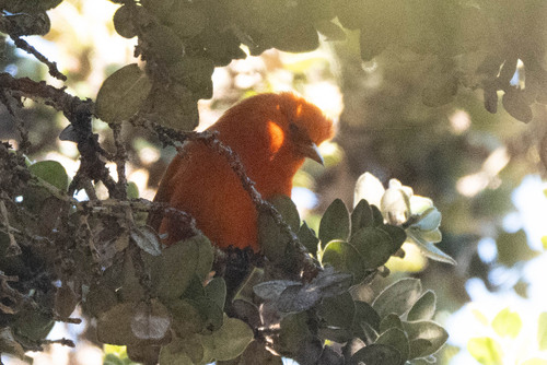 Hawaiʻi ʻĀkepa reference