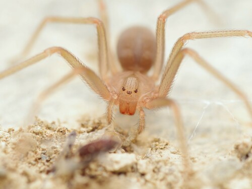 Mediterranean Recluse Spider reference