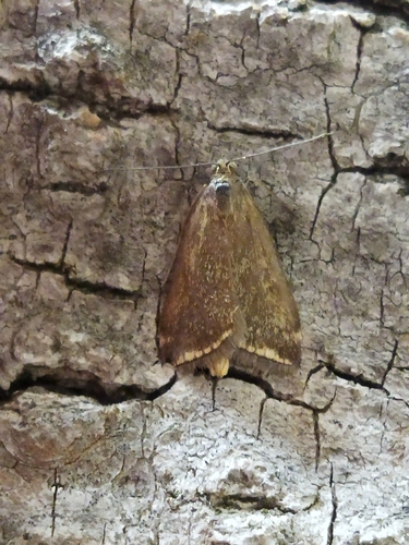 Beet Webworm Moth reference