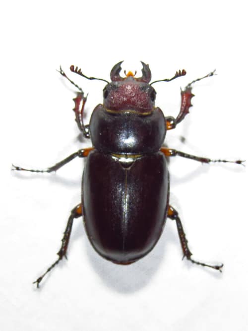 Reddish-brown Stag Beetle reference