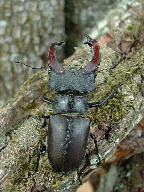 European Stag Beetle reference