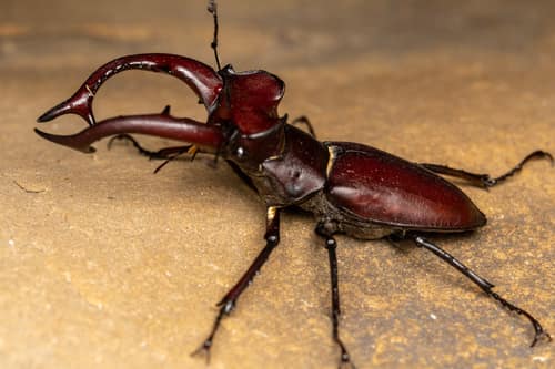 Elephant Stag Beetle reference