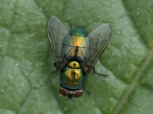 European Green Bottle Fly reference