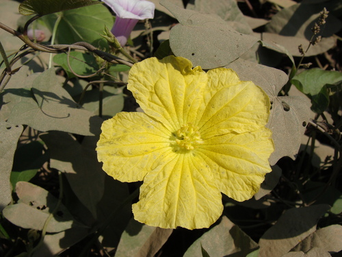 Loofah reference