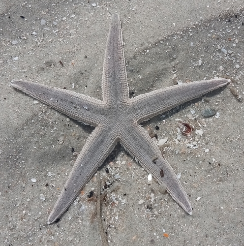 Slender Sea Star reference