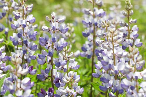 Wild Lupine reference