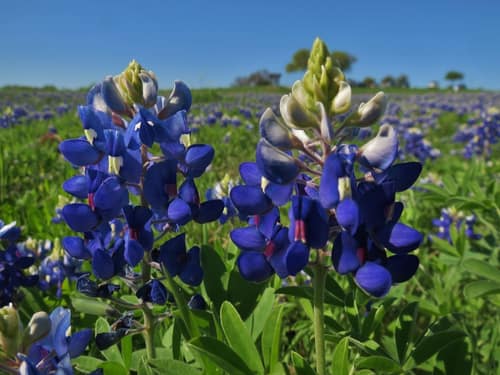 Texas Bluebonnet reference