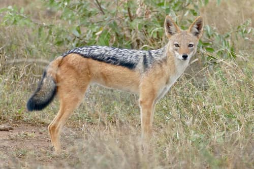 Black-Backed Jackal reference