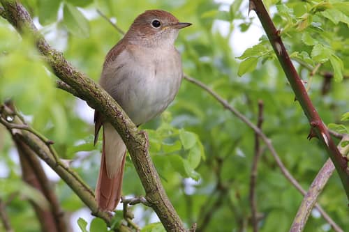 Common Nightingale reference