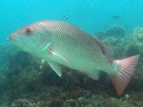 Mangrove Red Snapper reference