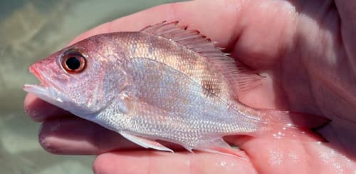 Red Snapper reference