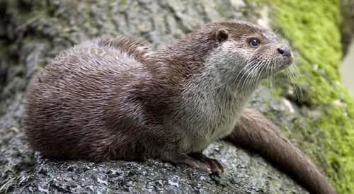 European Otter reference