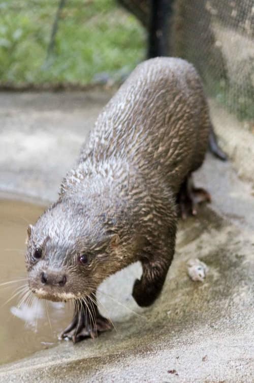 Hairy-nosed Otter reference