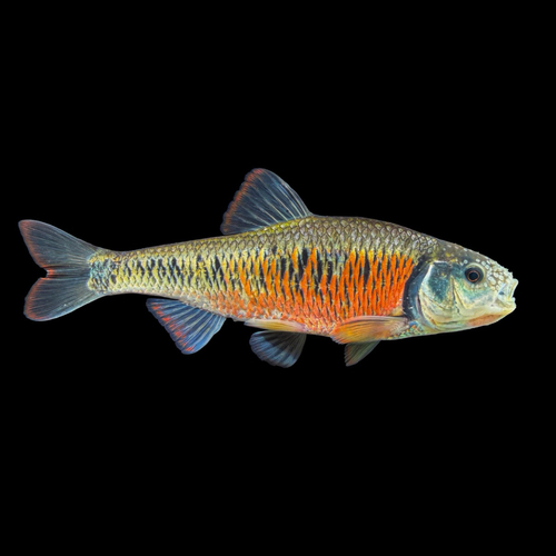 Striped Shiner reference