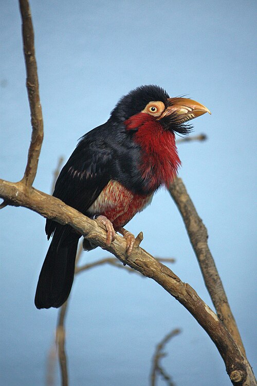 Bearded Barbet reference