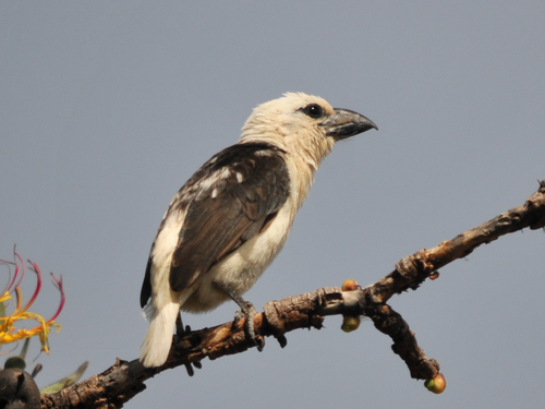 White-headed Barbet reference