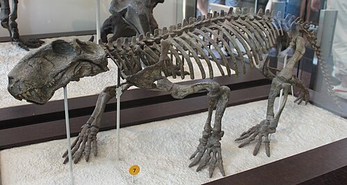 Lycaenops reference