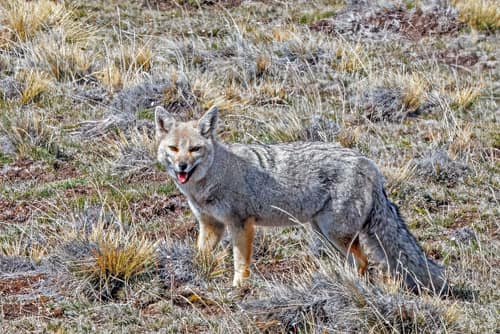 South American Gray Fox reference