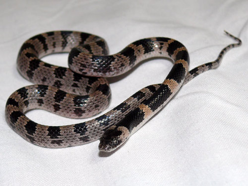 Japanese Red-banded Snake reference