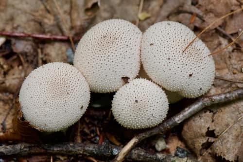 Common Puffball reference