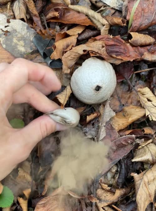 Common Puffball reference