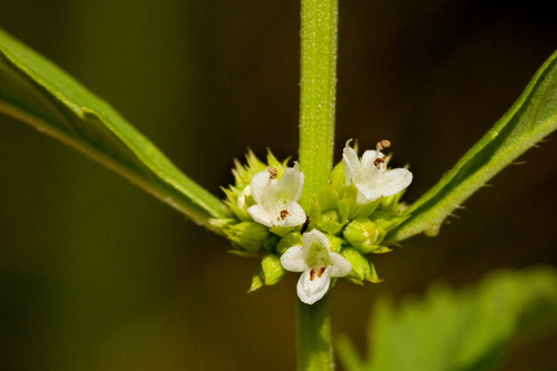 American Water Horehound reference