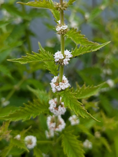 European Water Horehound reference