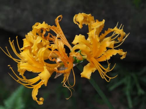 Golden Spider Lily reference