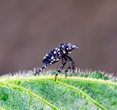 Spotted Lanternfly reference