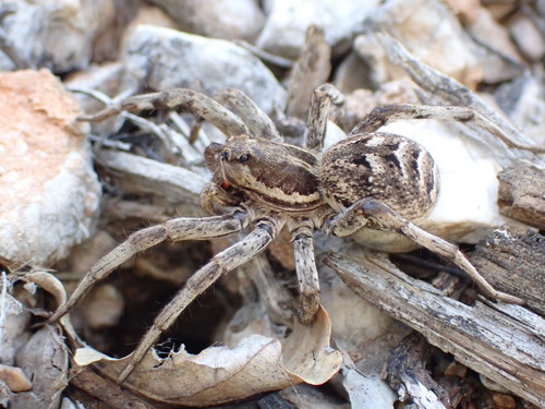 False Tarantula reference