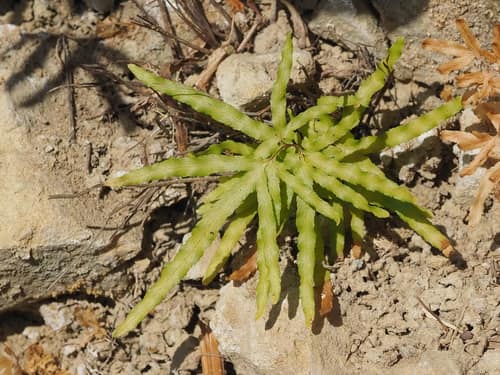 Japanese Climbing Fern reference