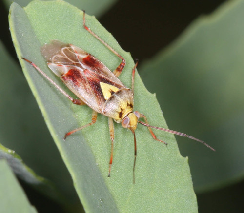 Western Tarnished Plant Bug reference