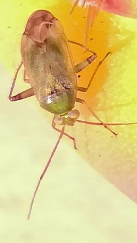 European Tarnished Plant Bug reference