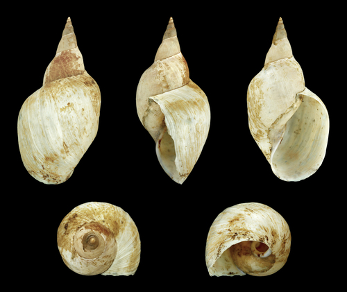 Great Pond Snail reference