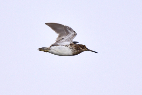 Jack Snipe reference