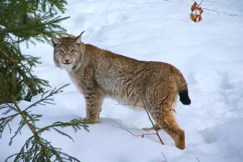 Eurasian Lynx reference