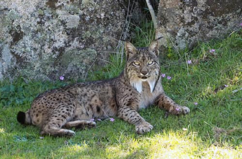 Iberian Lynx reference