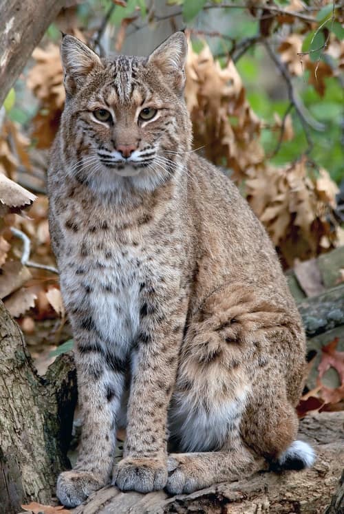 Bobcat reference