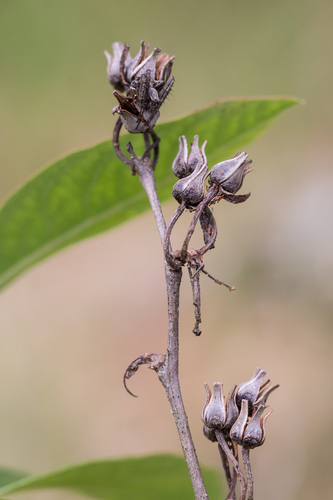 Staggerbush reference