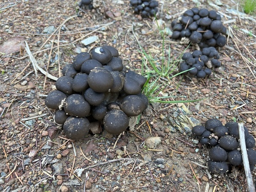 Fried Chicken Mushroom reference