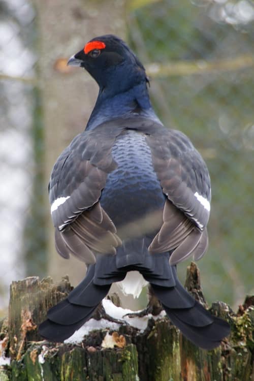 Black Grouse reference