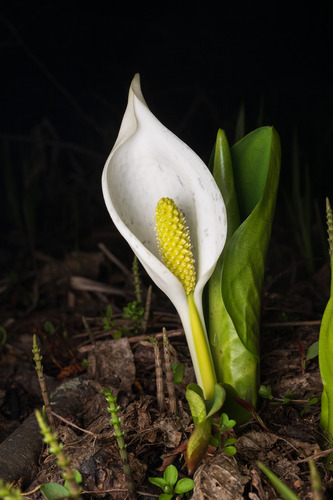 Asian Skunk Cabbage reference