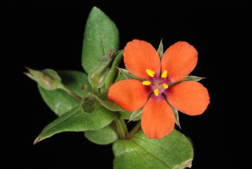 Scarlet Pimpernel reference