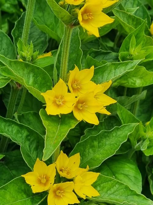 Dotted Loosestrife reference